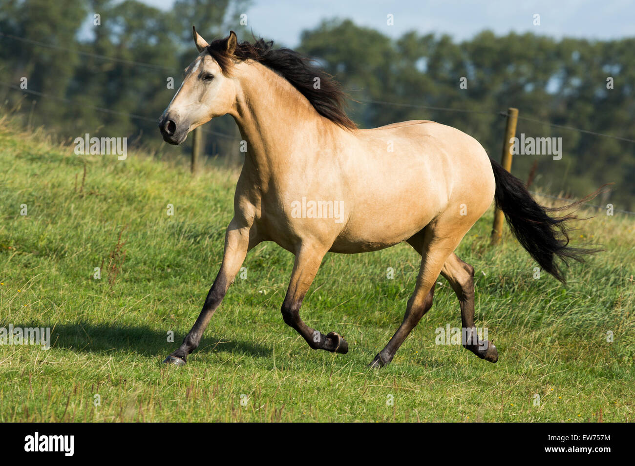 Lusitano-Stute im Galopp Stockfoto