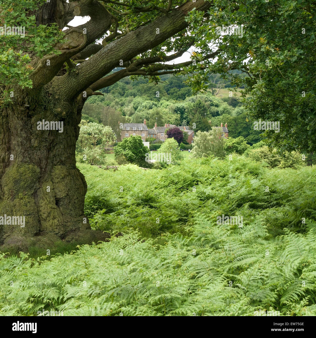 Das Dorf Newtown Linford durch die Eichenbäume des Bradgate Park, Leicestershire, England, Großbritannien. Stockfoto