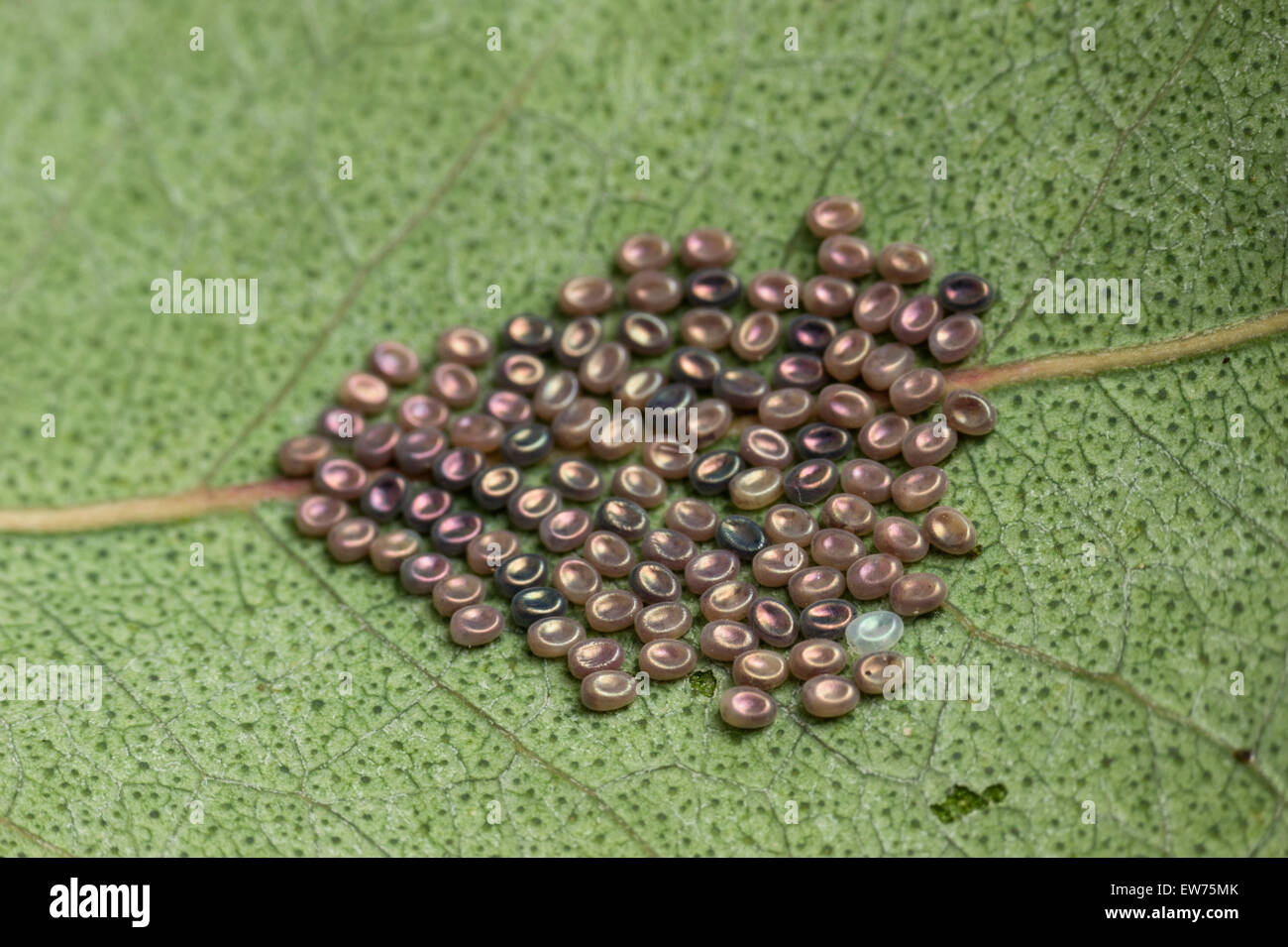 Herbst Kaugummi Motten Eiern Stockfoto