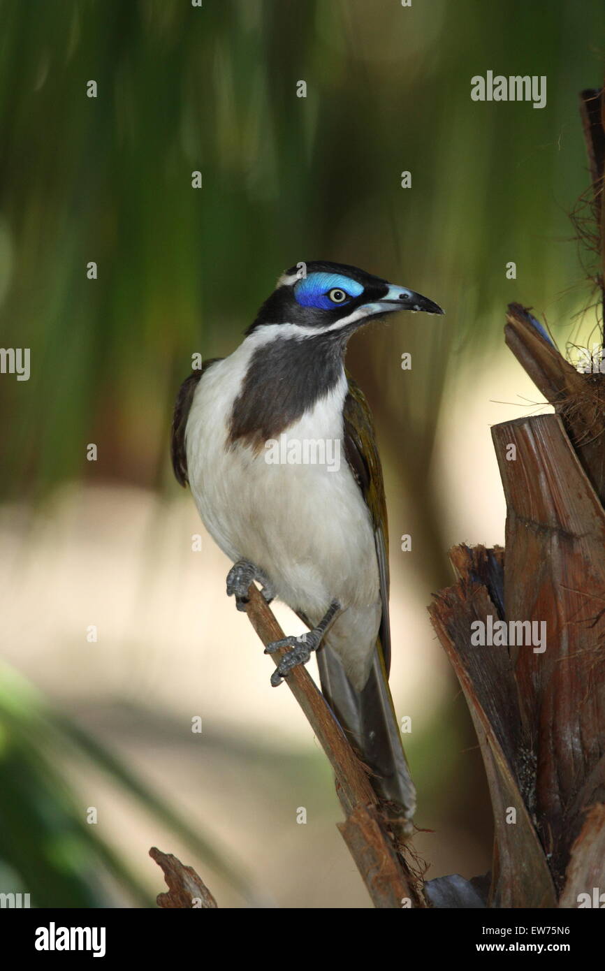 Ein Blue-faced Honigfresser zeigt seine blauen Haut um ihre Augen. Stockfoto