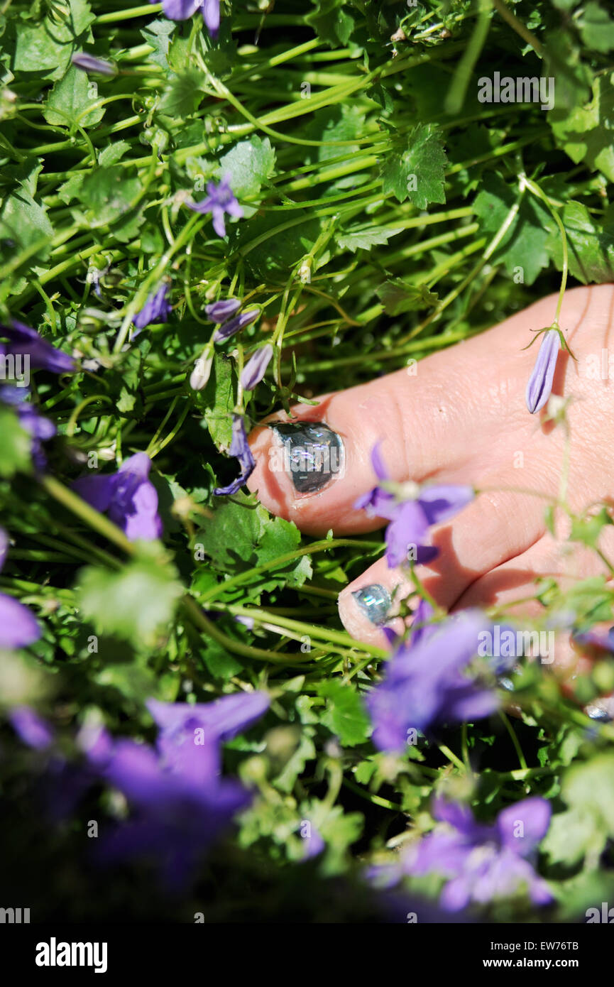 Gesundheit und Schönheit Frau mit bemalten Glitzer Fußnägel unter Campanula Pflanzen im Garten Stockfoto