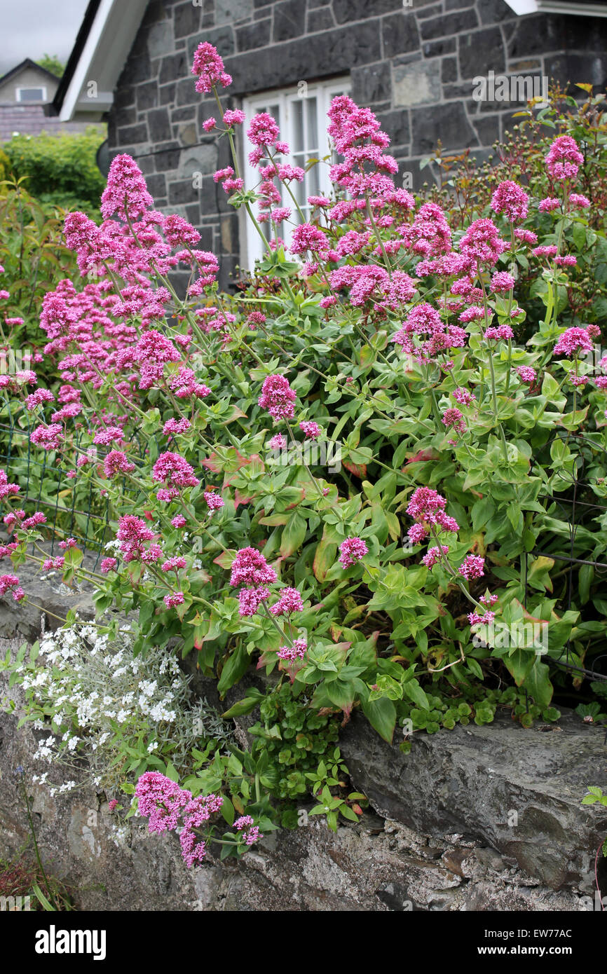 Roter Baldrian Centranthus Ruber - eine gemeinsame blühende Pflanze in Waliser Dörfern Stockfoto