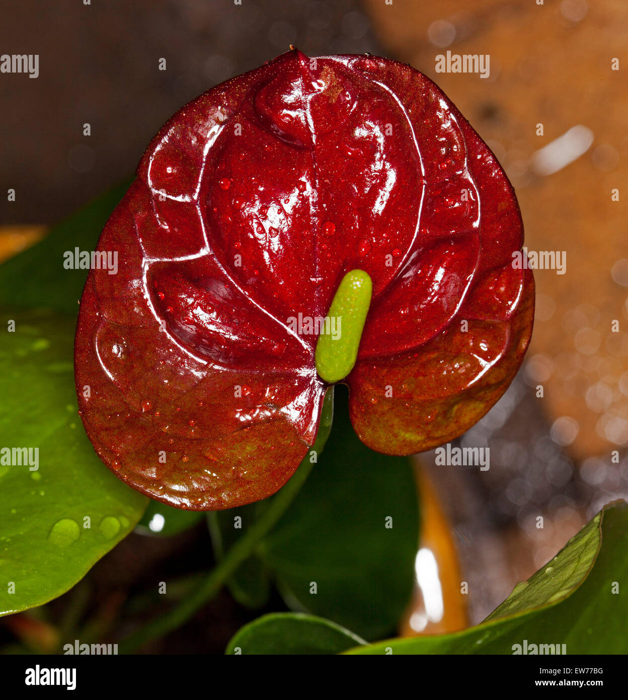Dunkel rot / braun Spatha und grünes Blütenständen der Anthurium Andreanum "Deco Schokolade '' auf Grund von dunkelgrünem Laub Stockfoto