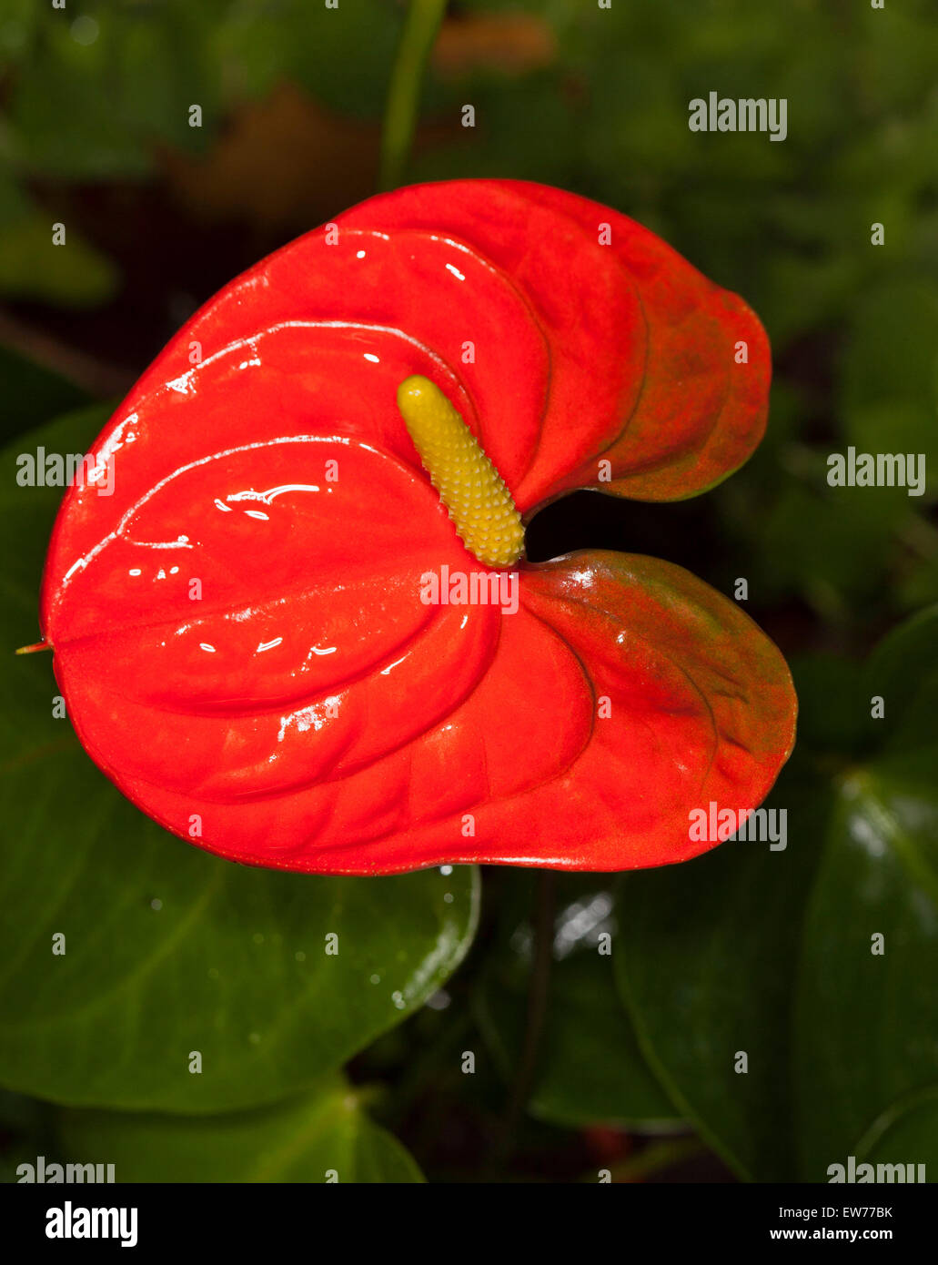 Lebendiges Rot / orange Spatha und gelben Blütenständen der Anthurium Andreanum 'Orange King' auf Grund von dunkelgrünem Laub Stockfoto