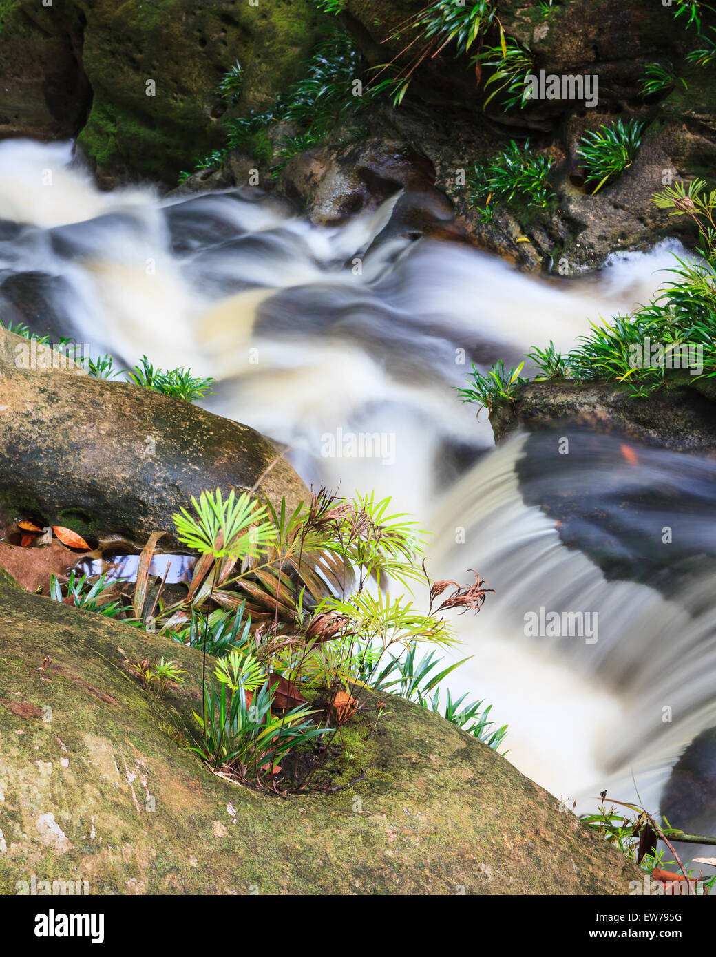 Kleiner Wasserfall im Dschungel Stockfoto