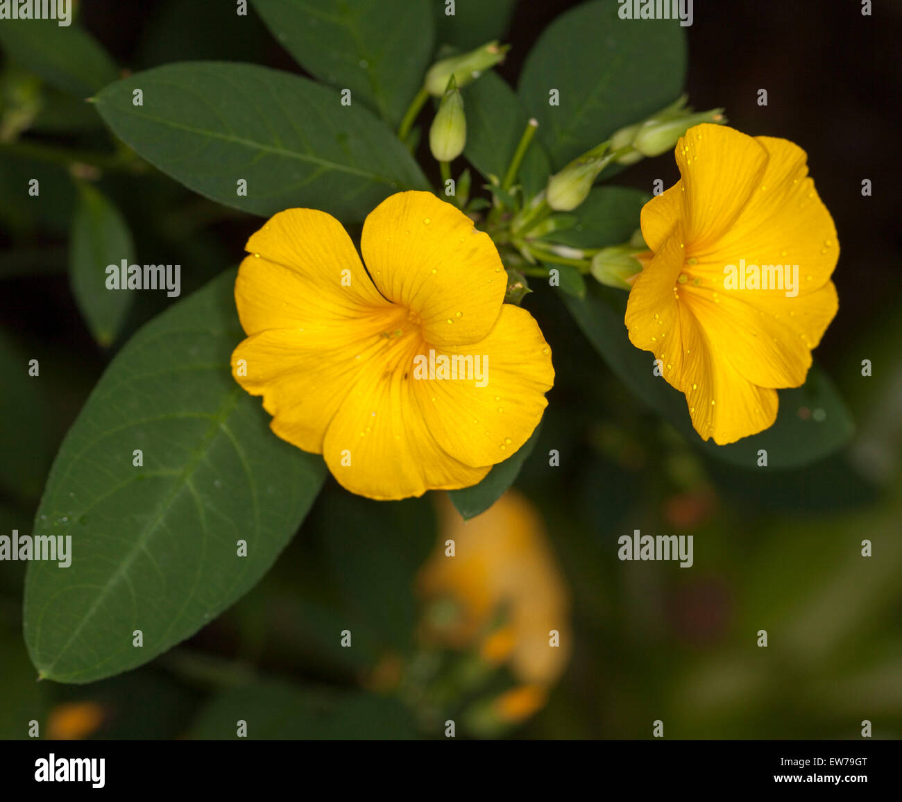 Lebendige tief gelbe Blüten und dunkelgrünen Blättern Reinwardtia Indica, Golden Dollar Bush auf dunklem Hintergrund Stockfoto