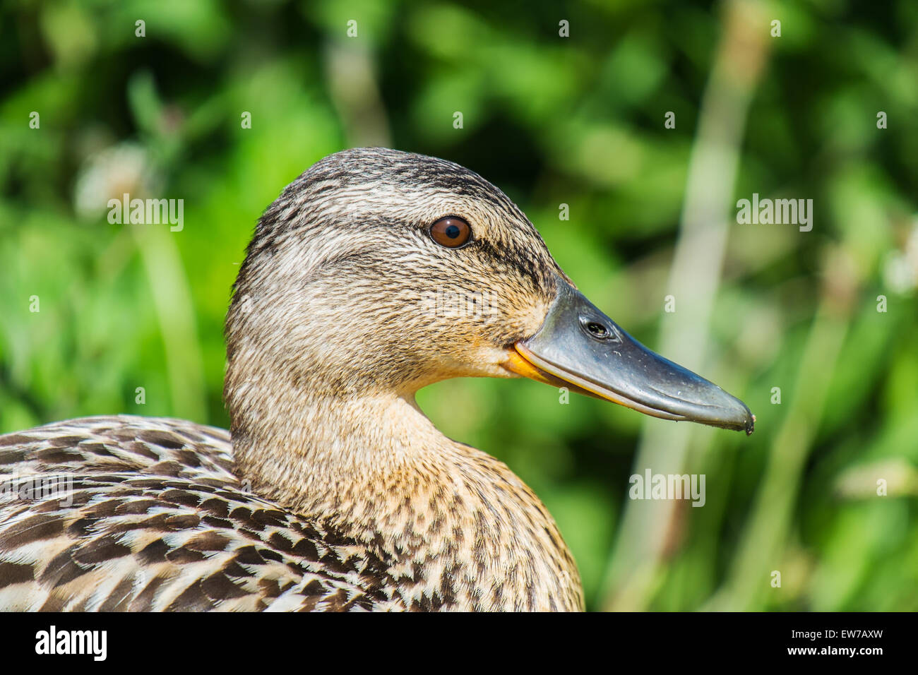 weibliche Stockente Nahaufnahme des Kopfes im Profil Stockfoto