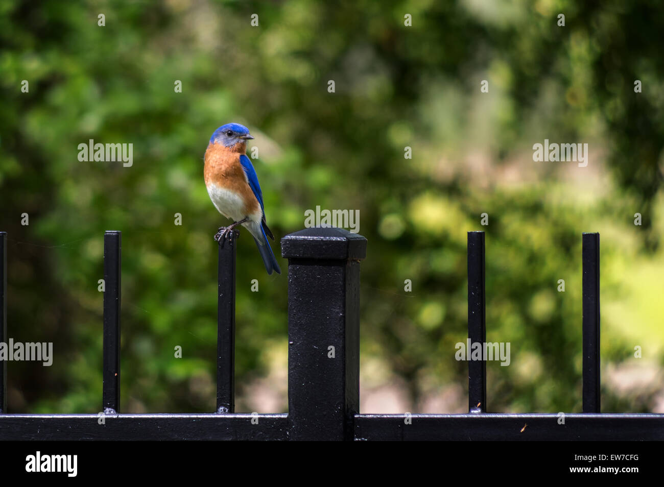 Blauer Vogel auf einem Zaun in TX Stockfoto