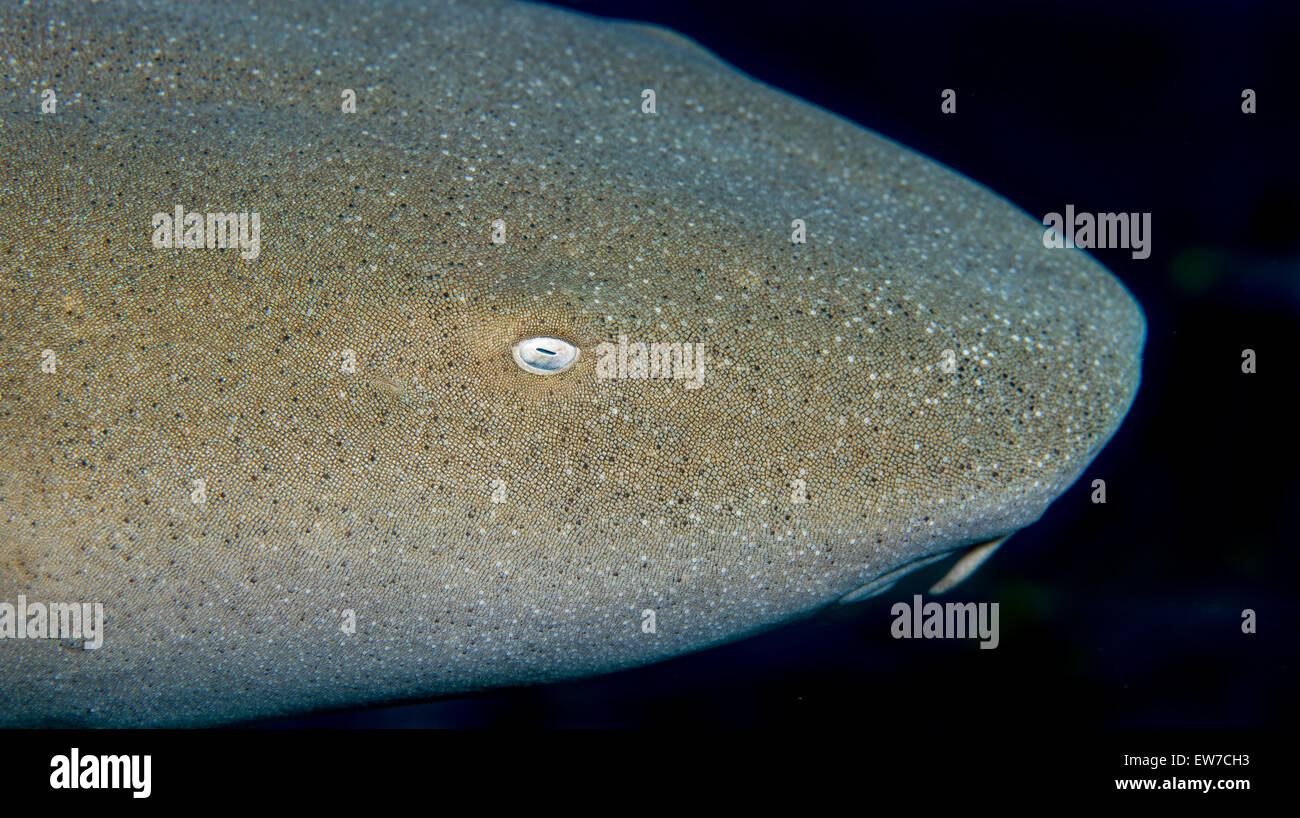 Gesicht der Ammenhai. Stockfoto