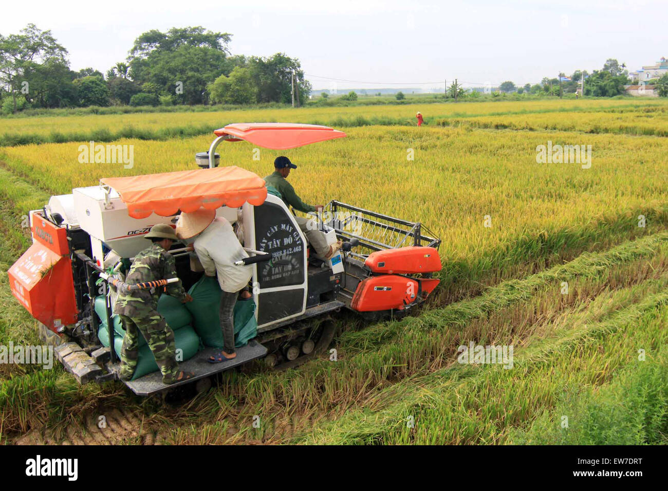 Hanoi, Vietnam. 19. Juni 2015. Menschen ernten Reis in Hai Duong Provinz, Nord-Vietnam, 19. Juni 2015. Vietnam verdient rund 1,05 Milliarden US-Dollar durch den Export von 2,4 Millionen Tonnen Reis in den ersten fünf Monaten des Jahres 2015 ein Rückgang von 14,6 Prozent an Wert und 11,4 Prozent im Volumen auf Jahr, laut Ministerium für Landwirtschaft und ländliche Entwicklung Vietnams. © VNA/Xinhua/Alamy Live-Nachrichten Stockfoto