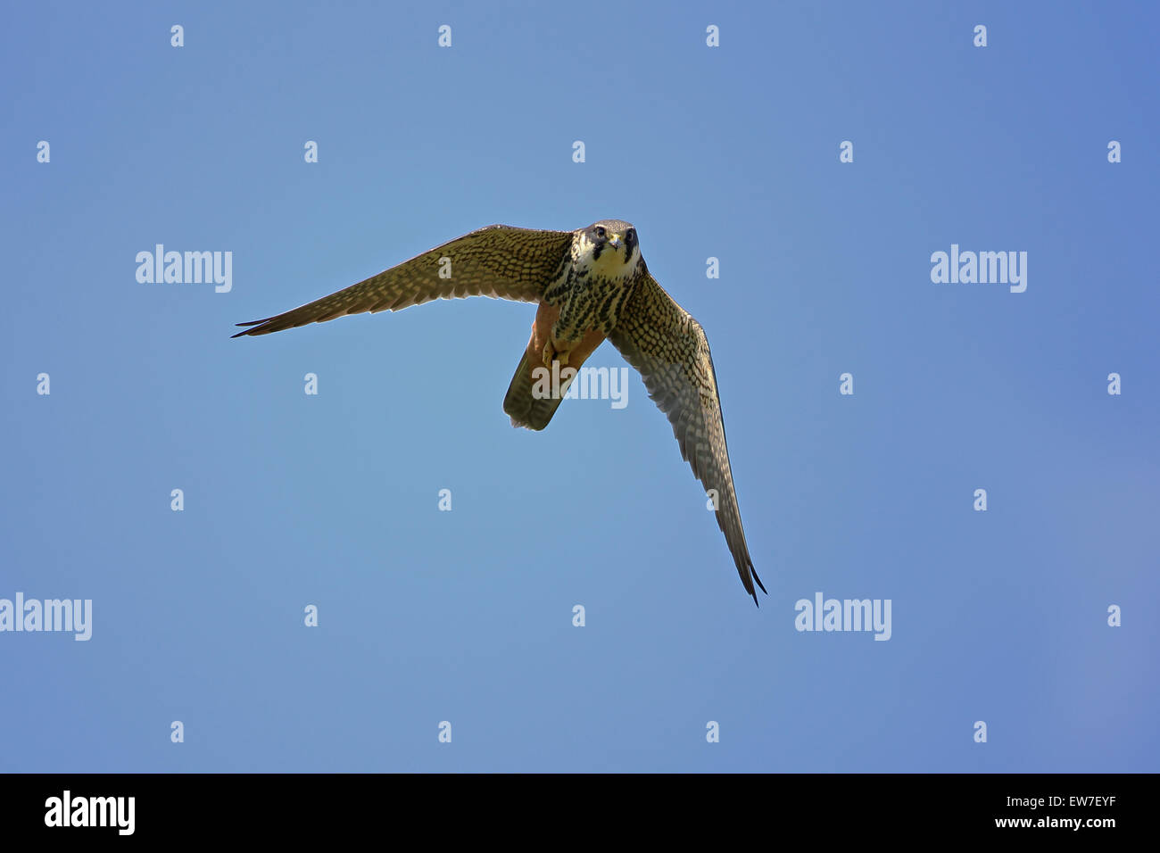 Hobby (Falco Subbuteo) Stockfoto