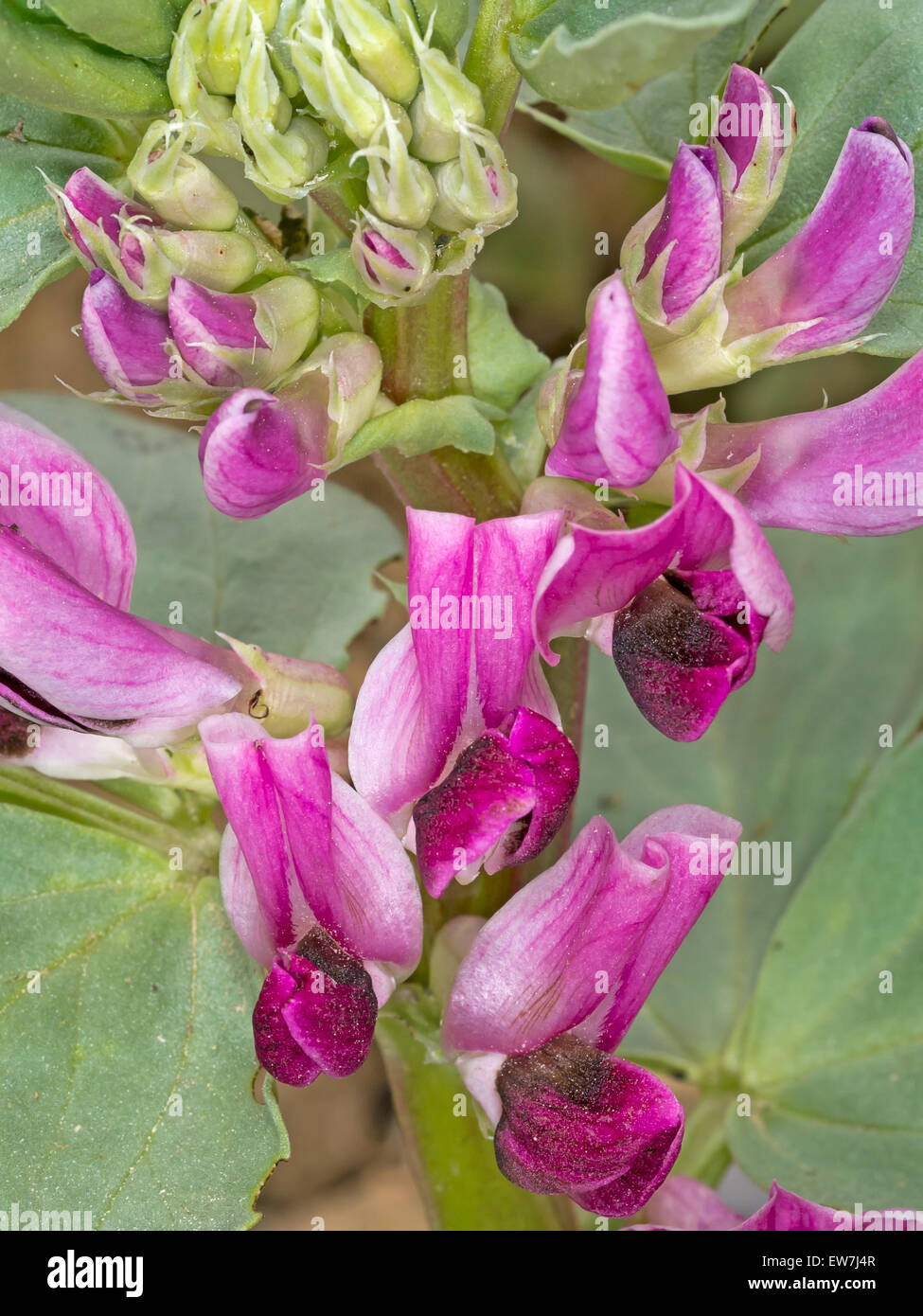 Erbe rot blühenden Saubohne Detail. Bald wirklich frisches Gemüse. Stockfoto