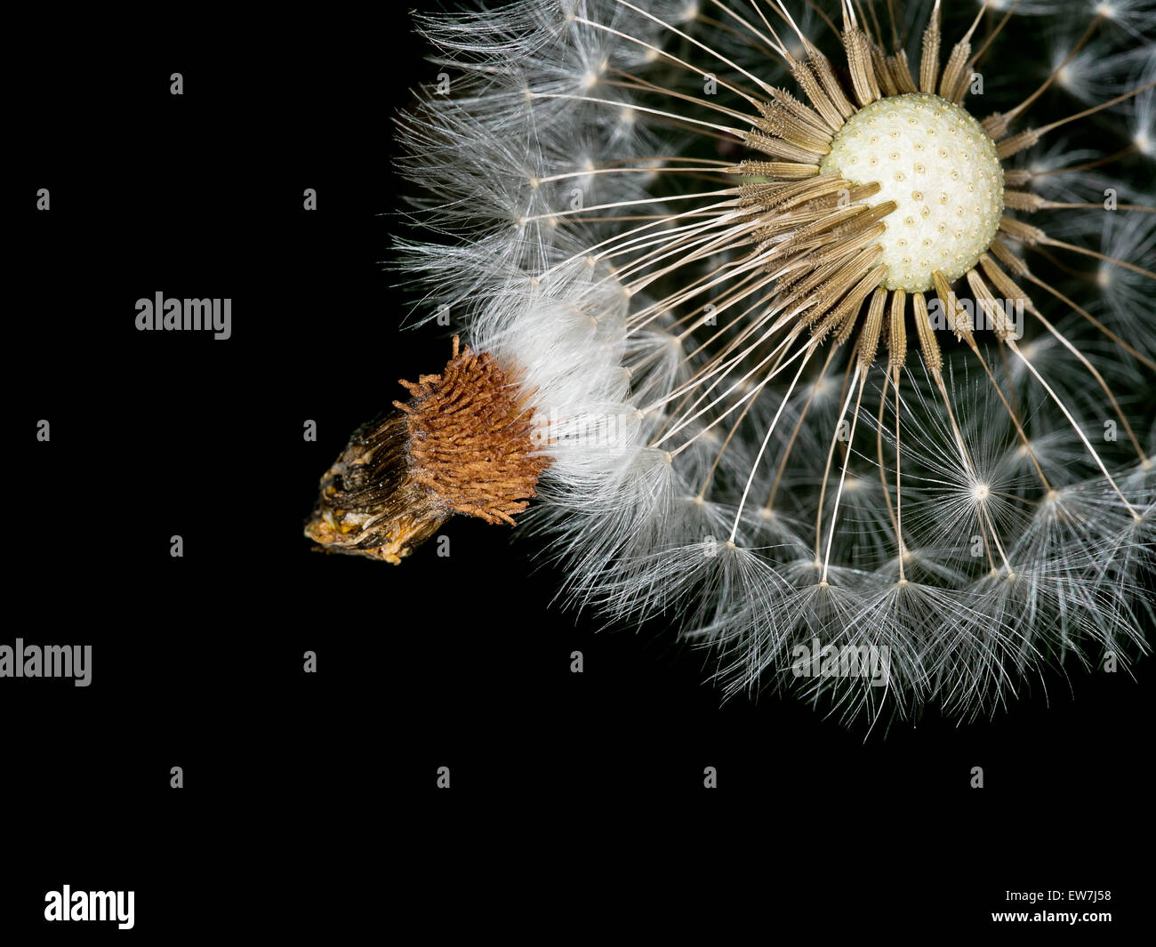 Löwenzahn Samen Kopf aka Uhr. Natur Details, Hintergrund oder Psychologie Metapher - Zeit, loszulassen, zu fliegen. Stockfoto