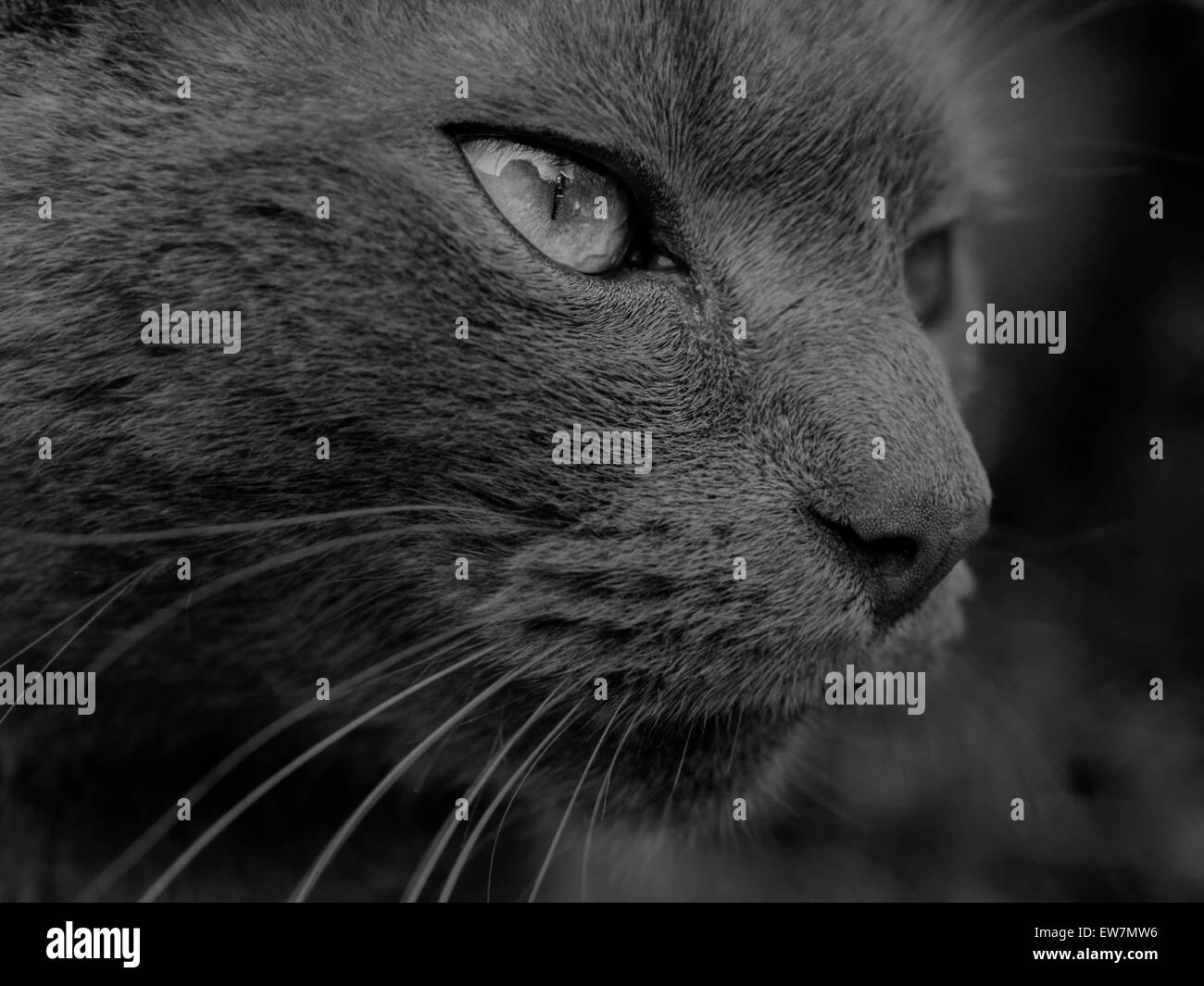 Makrofoto der Russisch Blau Katze in grau Maßstab/Monochrom/Schwarz und weiß cross Stockfoto