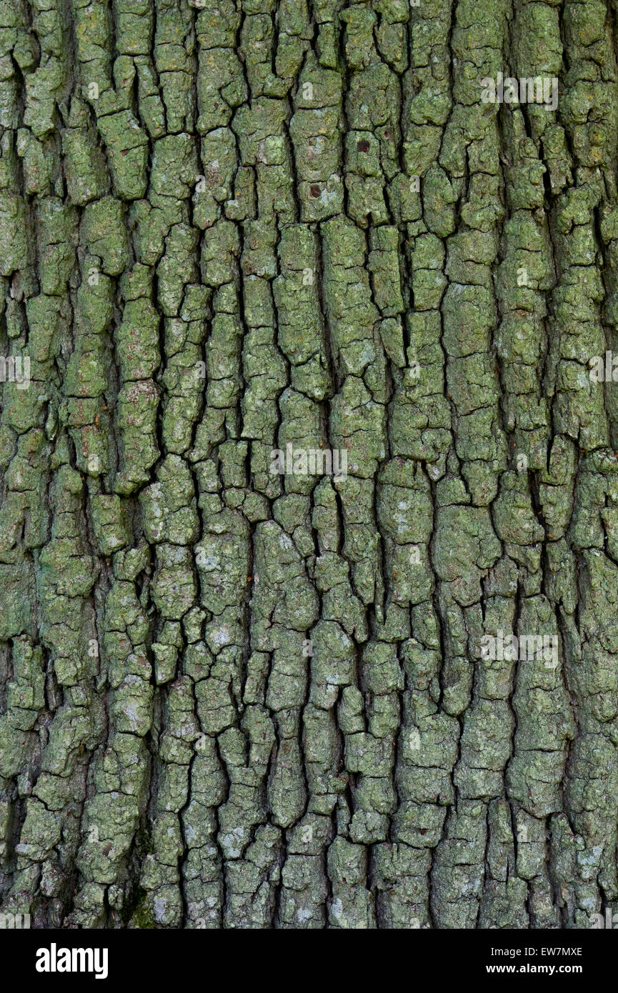Risse in der rinde -Fotos und -Bildmaterial in hoher Auflösung – Alamy