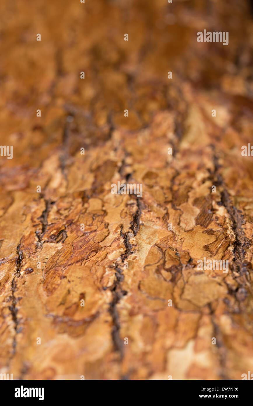 Eine Makroaufnahme der Textur des gefärbten Rinde auf ein Stück Holz aus einem Stamm geschnitten. Stockfoto