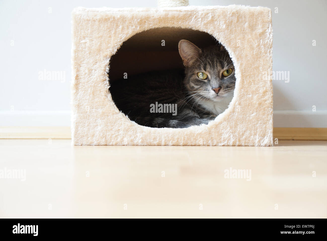 Katze im kastenförmigen Refugium Stockfoto