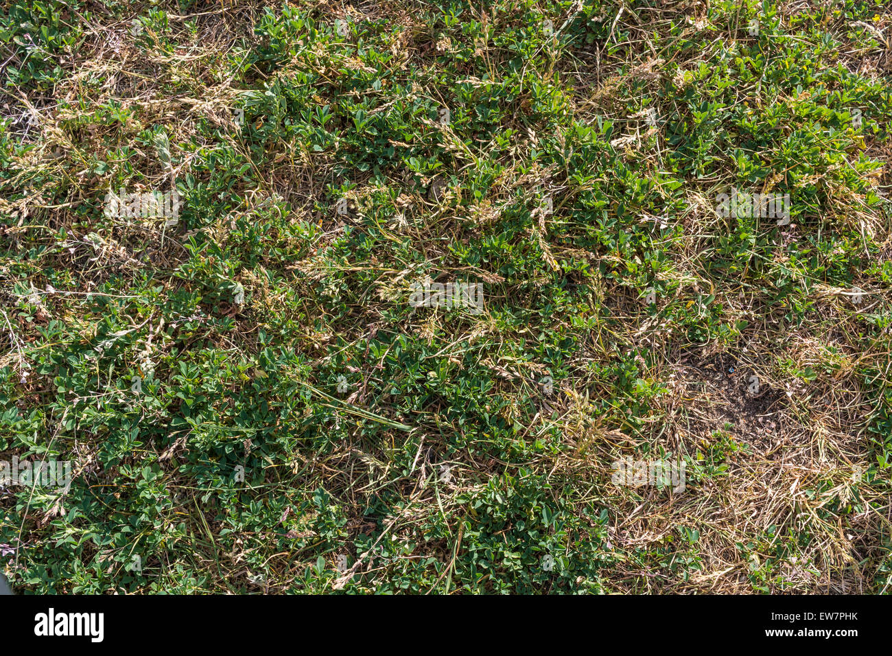 Grünes Gras, Moos im Frühjahr Hintergrund Textur trockenen Rasen schlecht Fußballplatz unbewirtschaftet Stockfoto