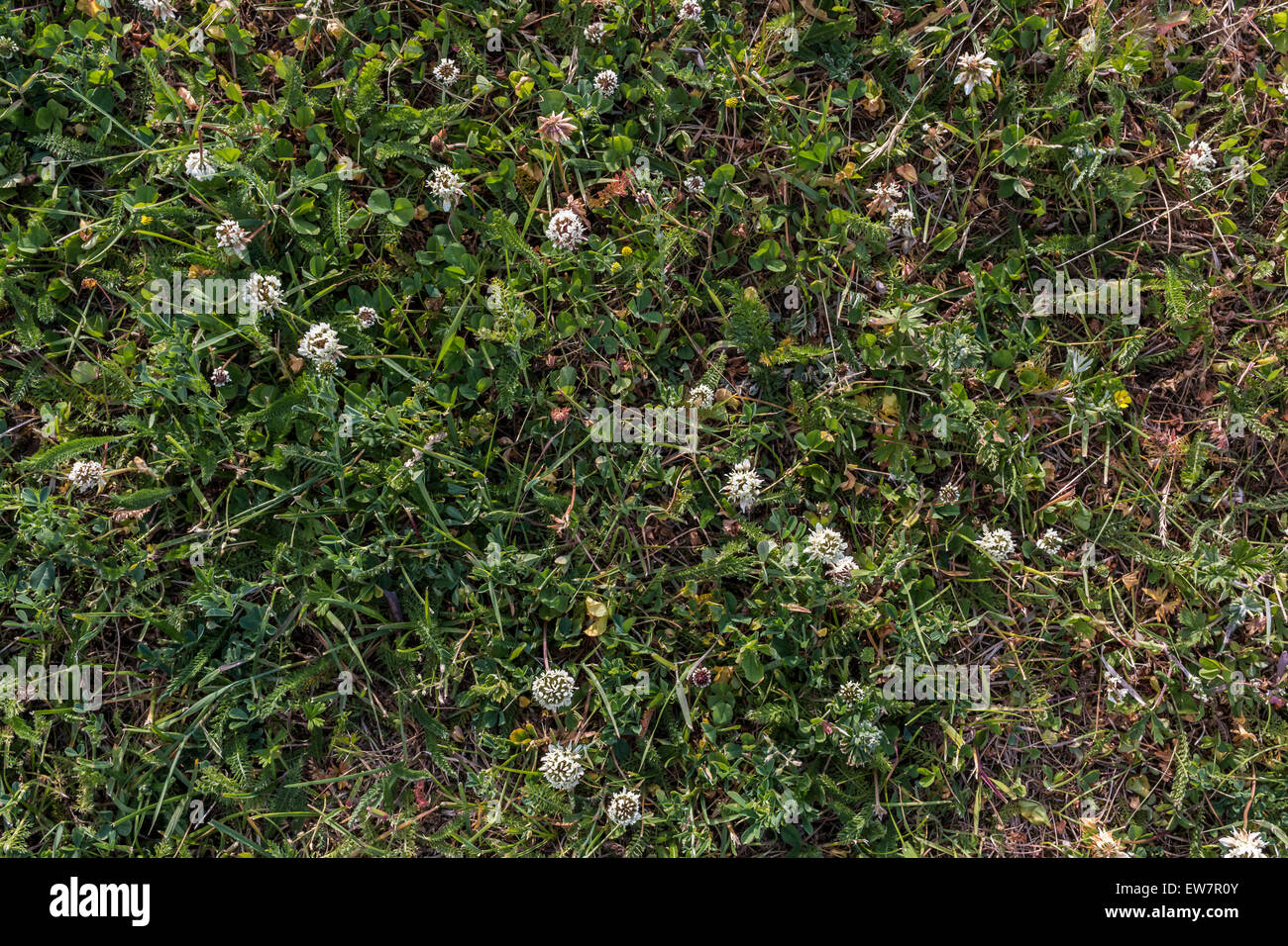 Weiß shamrock strukturierten Hintergrund grün closeup Textur Gras Stockfoto