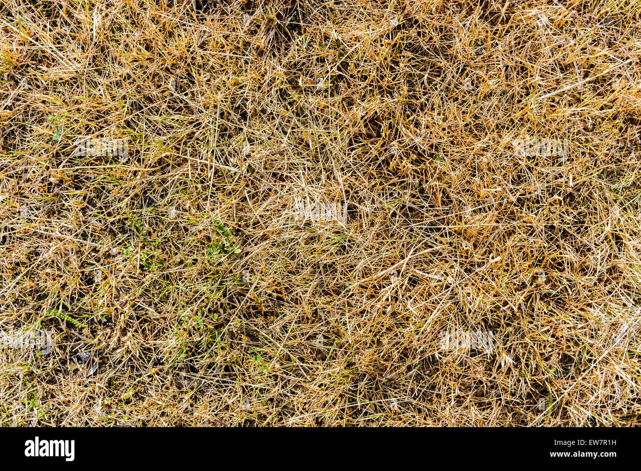 Trockene tote Grass Textur Hintergrund closeup Stockfoto