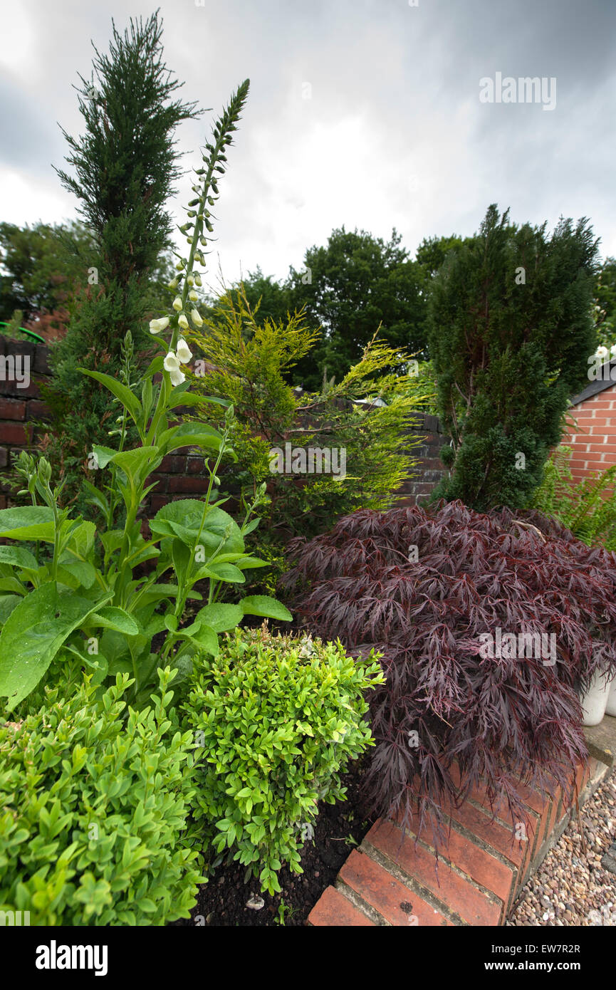 Weißen Fingerhut Digitalis nur zur Blüte kommen Stockfoto