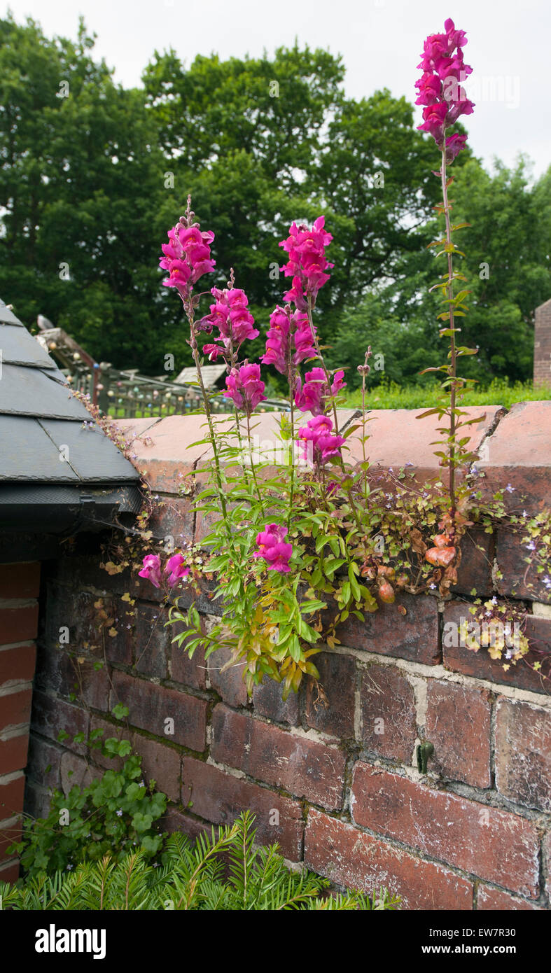Wildes Rosa Antirrhinum wächst aus einer alten Mauer Ziegelrot Stockfoto