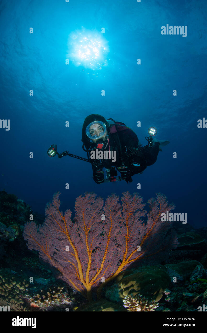 Tauchlehrerin fotografiert Korallen unter Wasser, Ulong Channel, Palau, Mikronesien Stockfoto