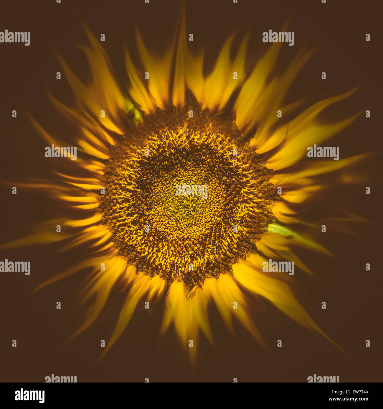 Sonnenblume Sonne flare Stockfoto
