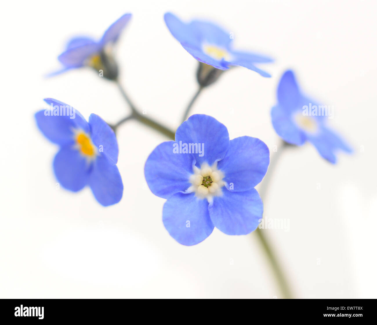Vergissmeinnicht Victoria Blue Flower Isolated on White Background Stockfoto