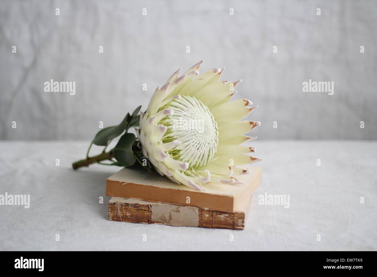 Das Protea Blume auf alte Bücher liegen Stockfoto