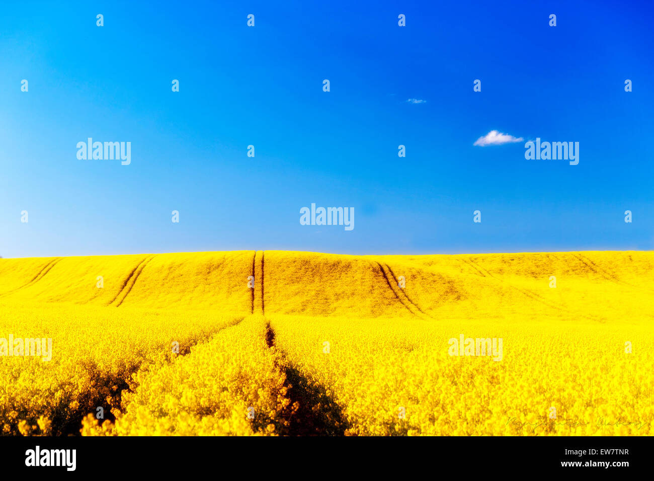 Gelbes Rapsfeld und blauer Himmel, Warwickshire, England, Großbritannien Stockfoto