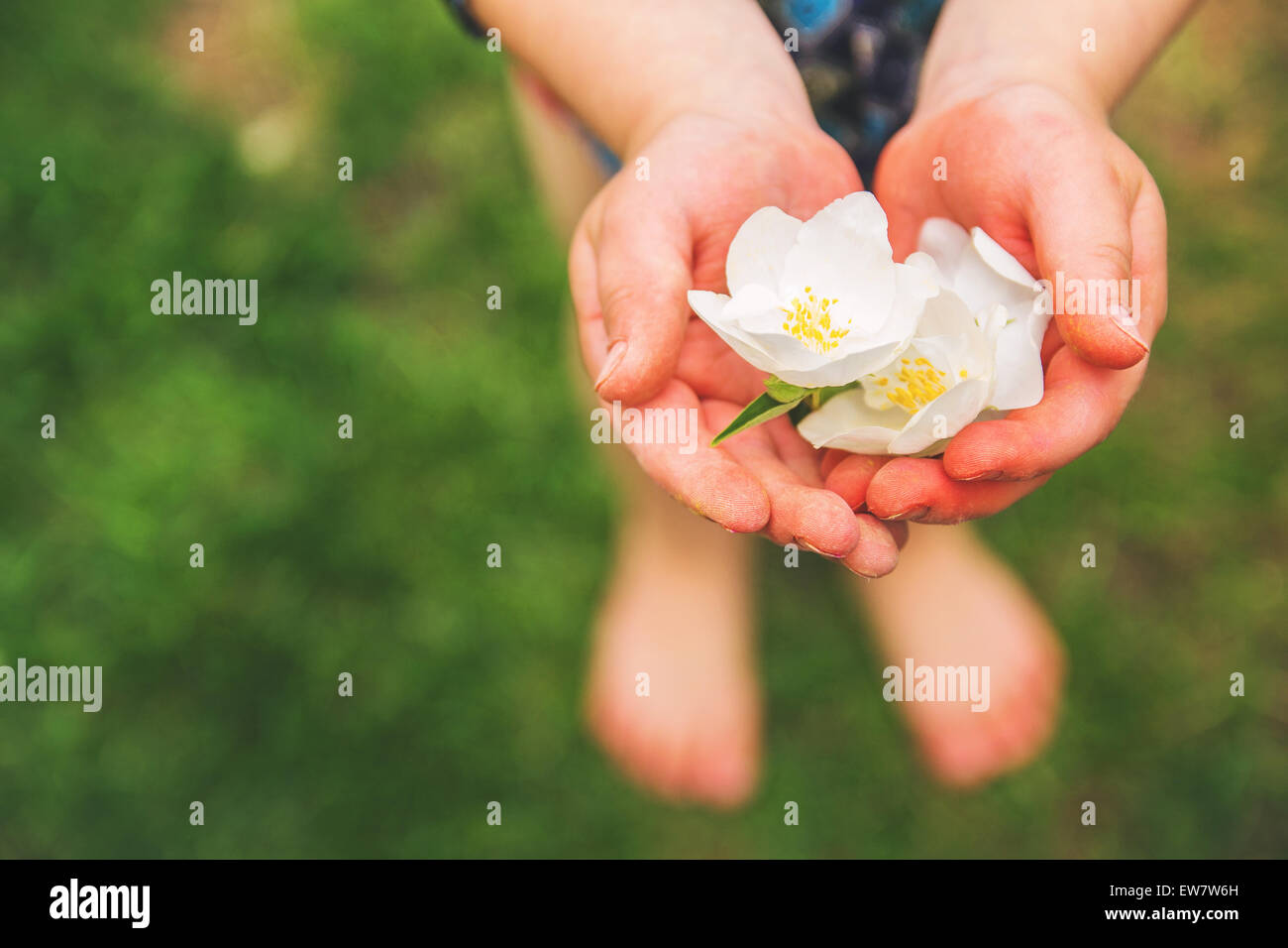 Junge mit weißen Blüten in der Hand Stockfoto
