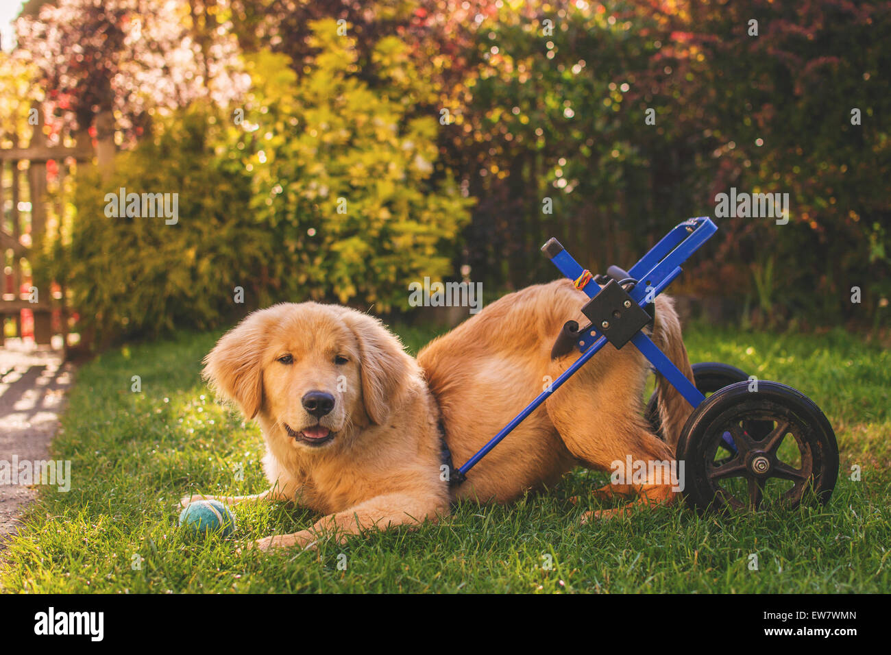Behinderte Golden Retriever n einem Garten mit einem Ball, USA Stockfoto