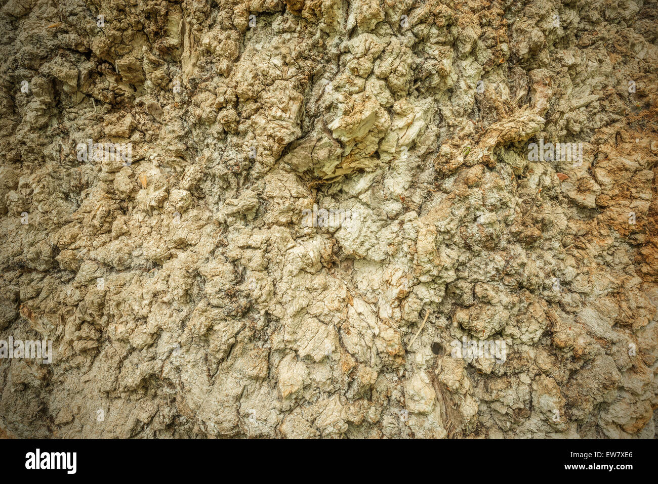 Textur des alten Baumes. Stockfoto
