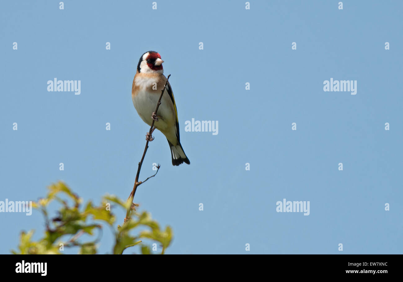 Stieglitz Zuchtjahr Zuchtjahr. Frühling. UK Stockfoto