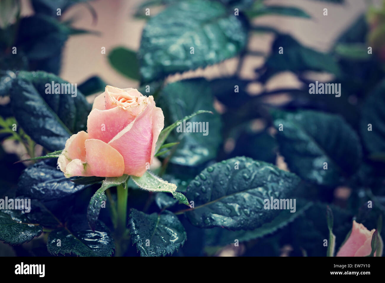 Rosa und orange rose Blume Nahaufnahme Foto mit geringen Schärfentiefe, Tropfen Wasser und Blätter Stockfoto