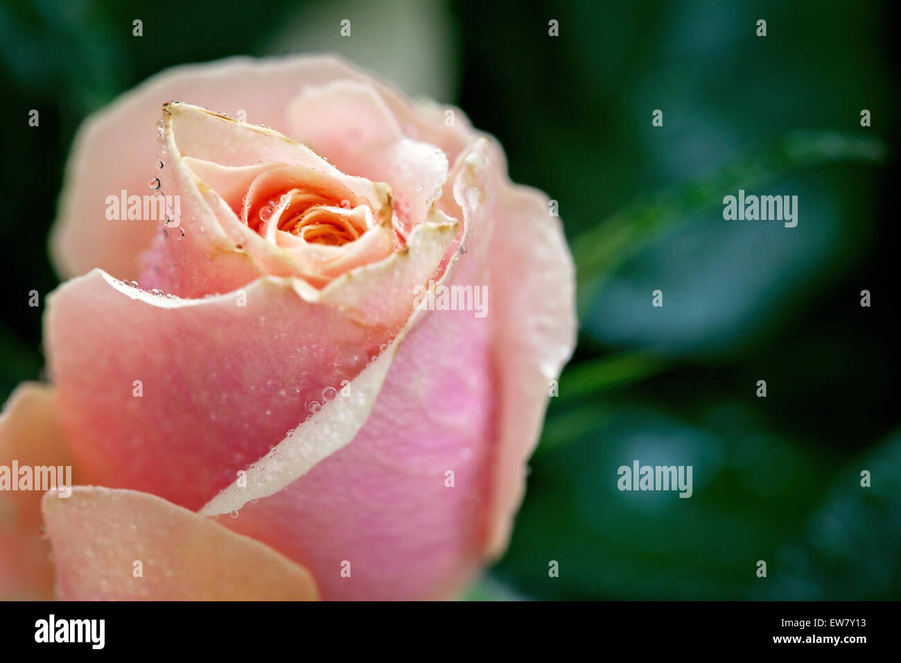 Rosa und orange rose Blume Nahaufnahme Foto mit geringen Schärfentiefe, Tropfen Wasser und Blätter Stockfoto