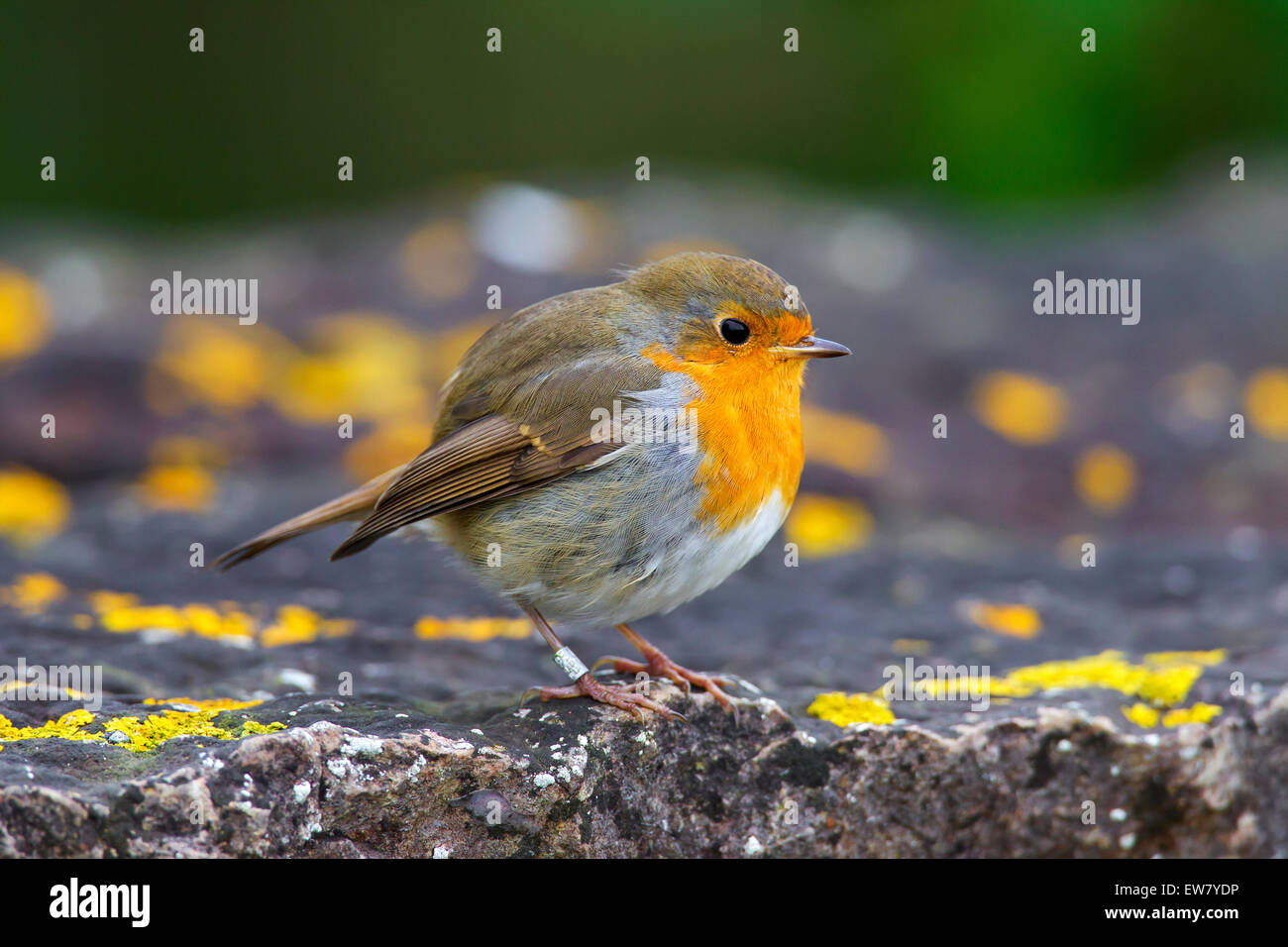 Rotkehlchen (Erithacus Rubecula) mit aufgeplustert, Federn, die auf Felsen sitzend Stockfoto