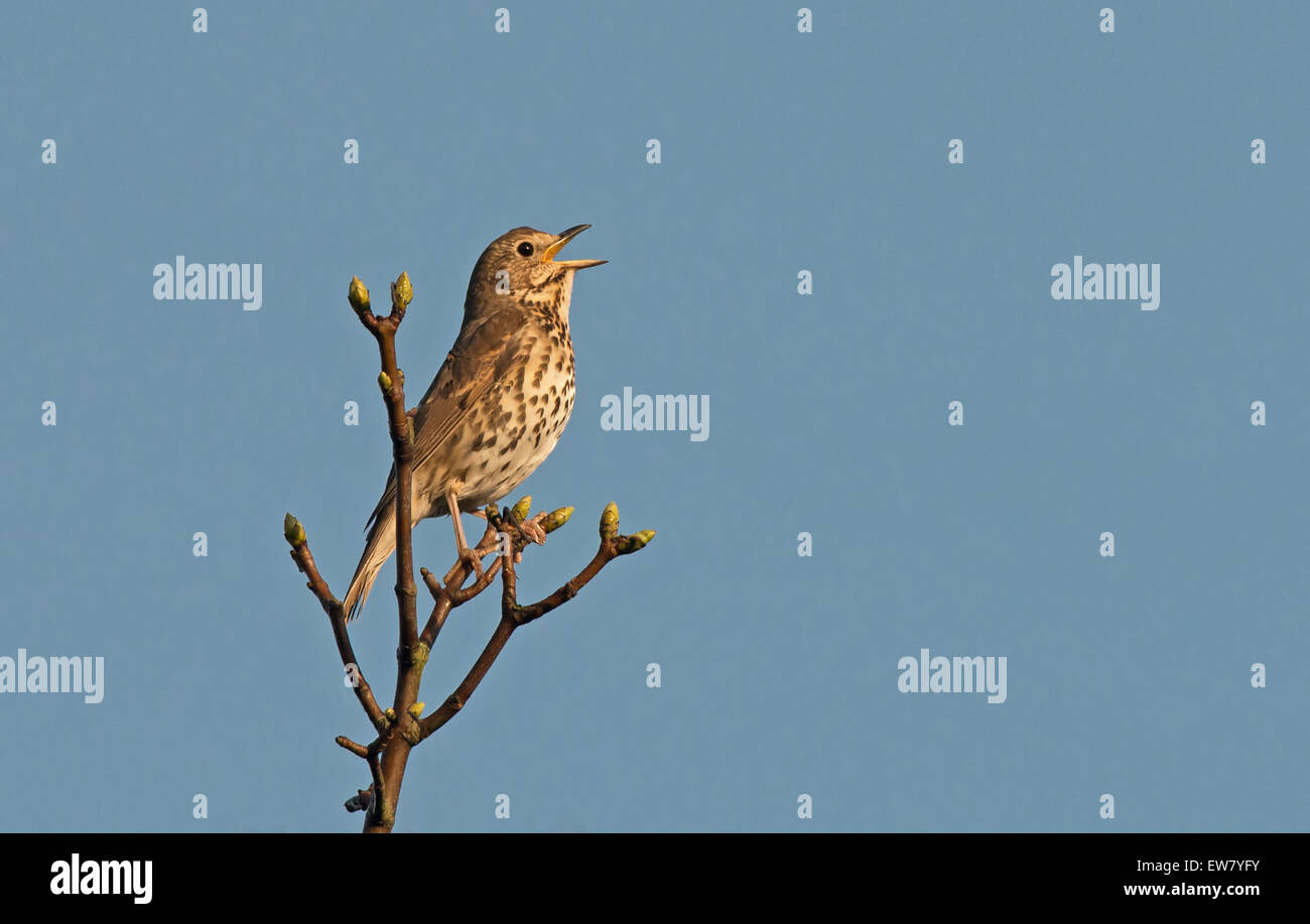 Singdrossel Turdus Philomelos in Lied. Frühling, Uk Stockfoto