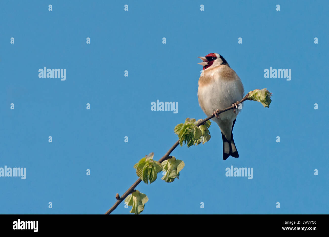 Stieglitz Zuchtjahr Zuchtjahr im Lied. Frühling. UK Stockfoto