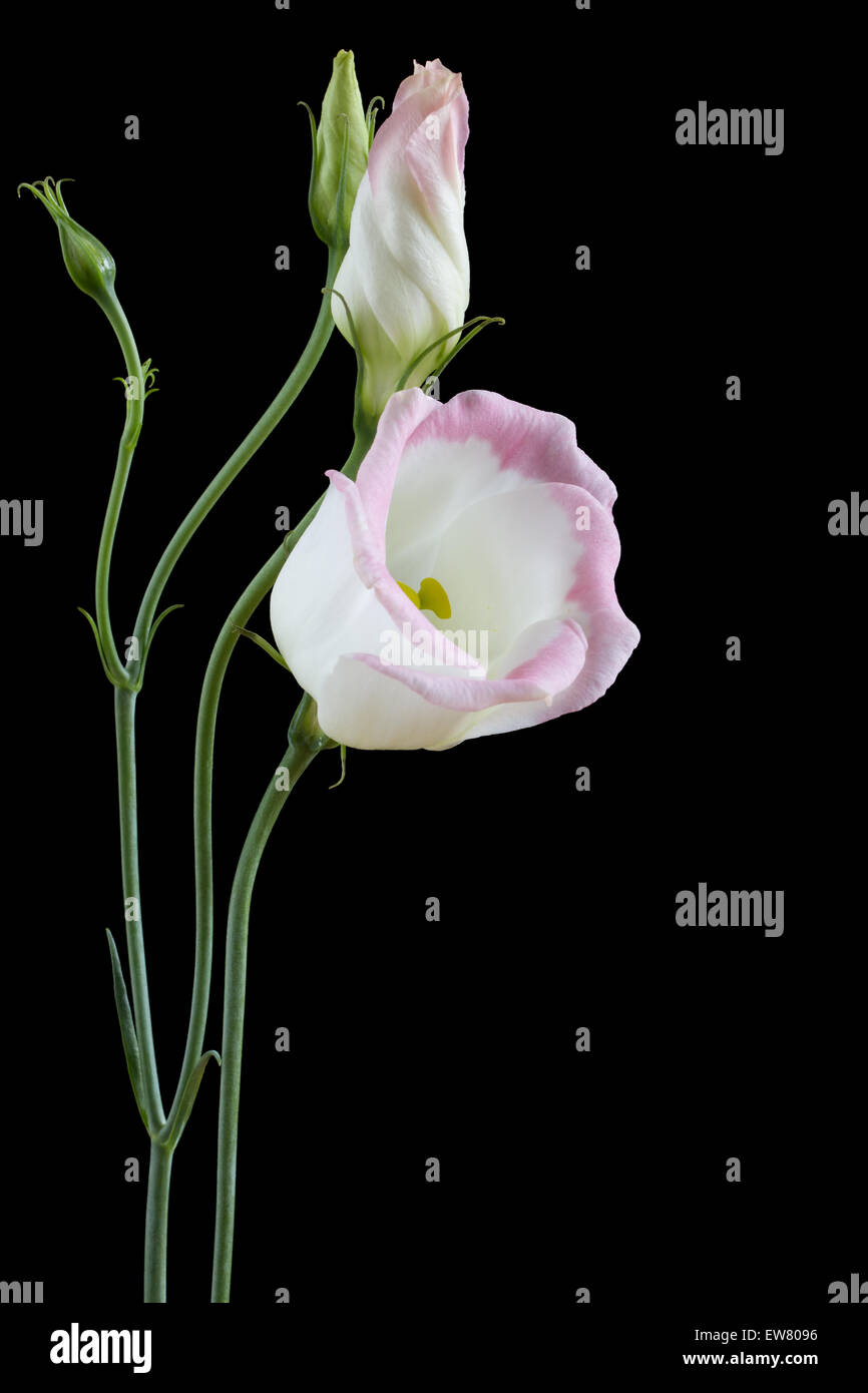 Schöne Lisianthus Blumen auf schwarz Stockfoto