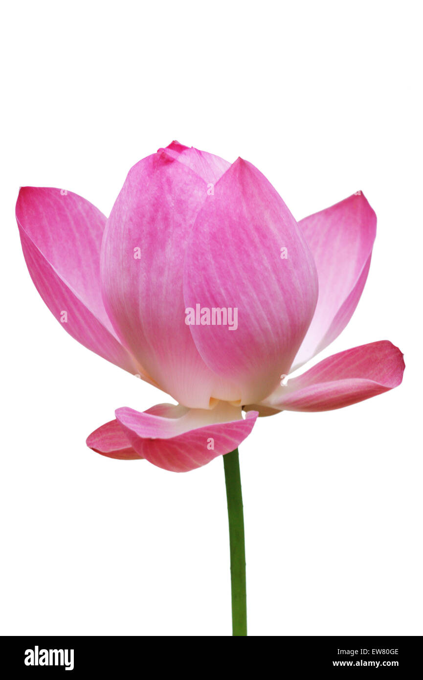 Rosa Seerose Blume (Lotus), Lotus-Blume isoliert auf weißem Hintergrund, Beschneidungspfade Stockfoto