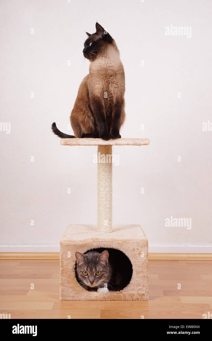 zwei Katzen auf Kratzbaum Stockfoto