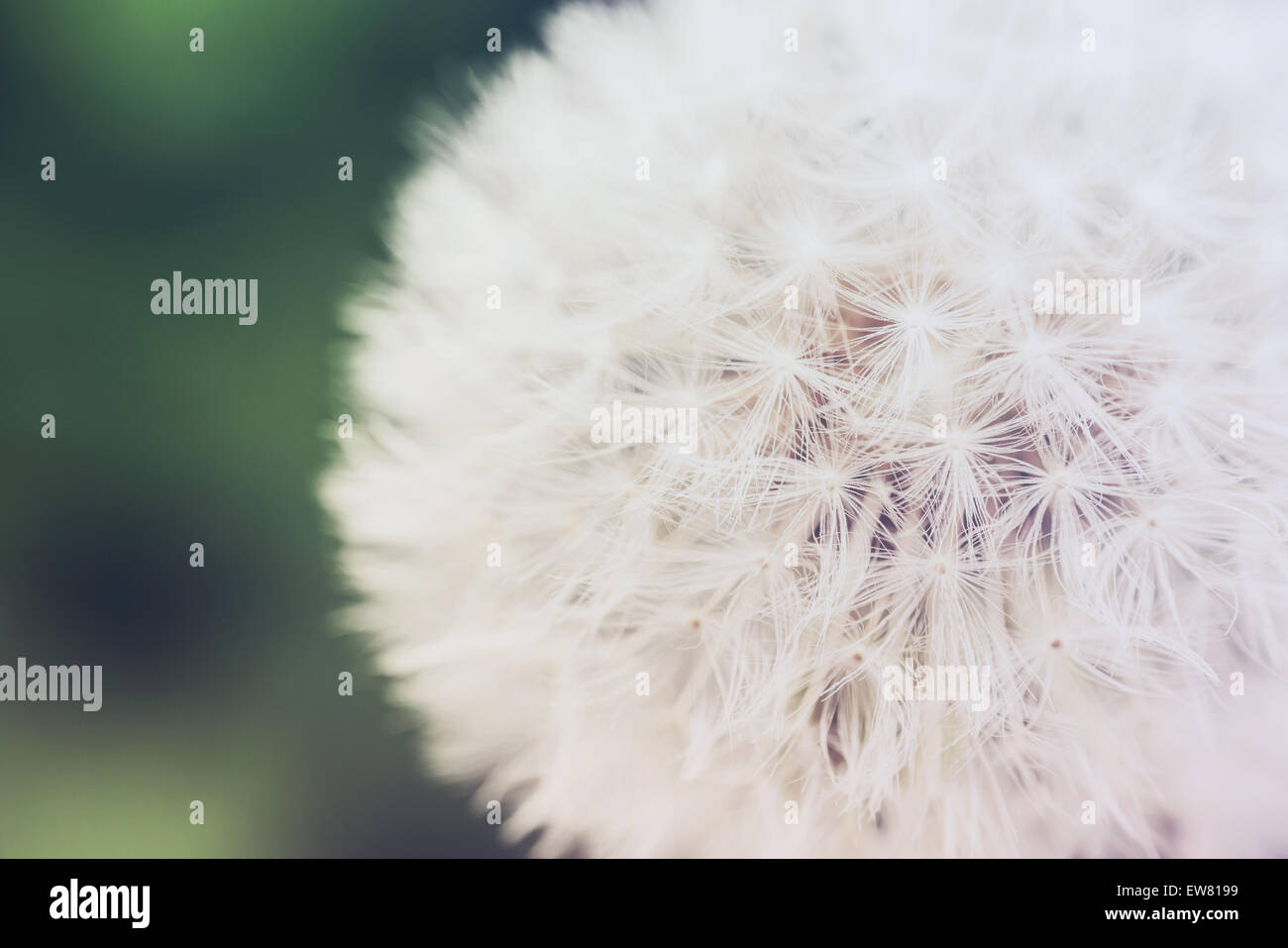 Rückwirkung des Frühlings Löwenzahn Makro Stockfoto