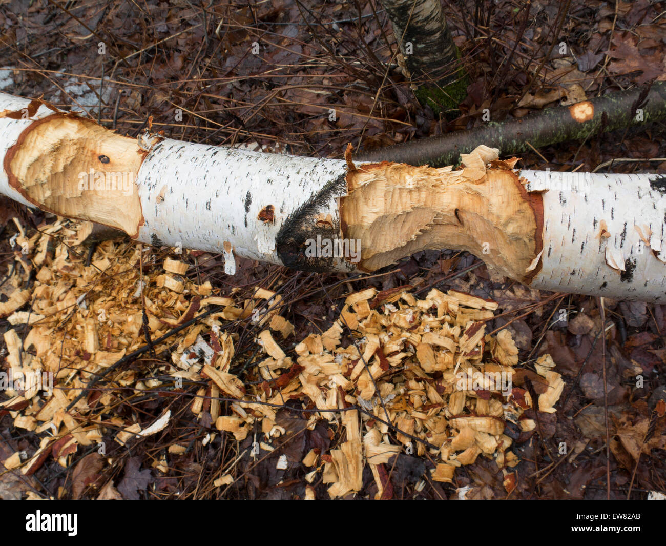 Schäden an einer Birke Biber eine mit Chips vom Baum auf den Boden. Stockfoto