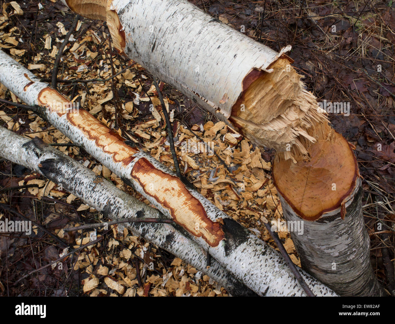 Schäden an einer Birke Biber eine mit Chips vom Baum auf den Boden. Stockfoto