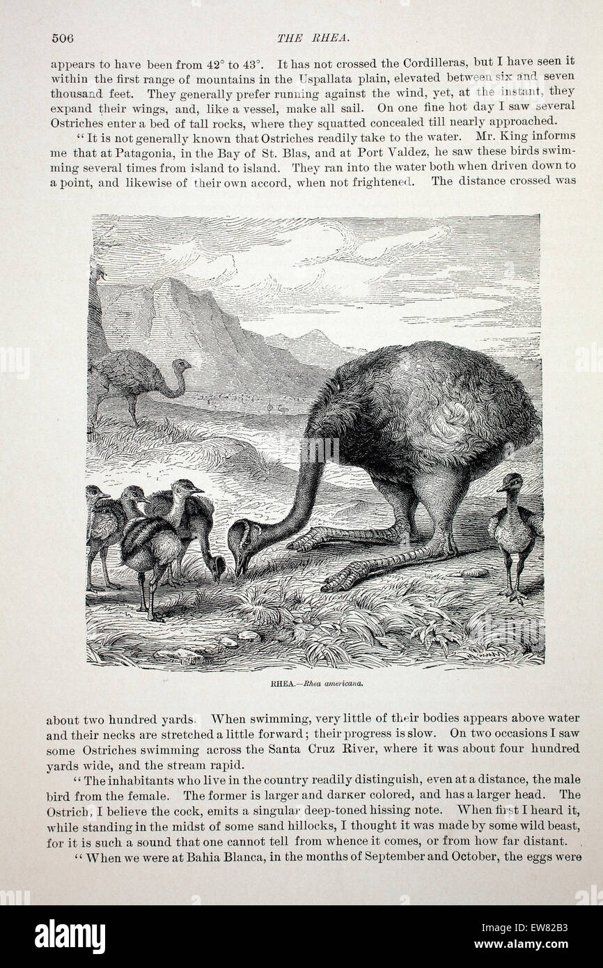 Gravur von einer Kopie von animieren Schöpfung, Abonnement Magazin Jahrgang. Nandus.  Ende 1800 s. Stockfoto