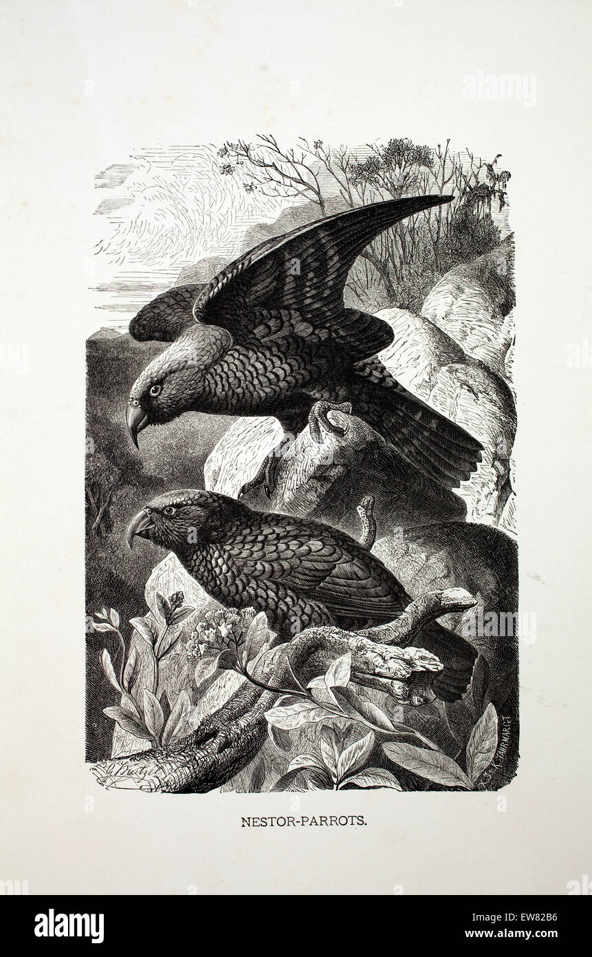Gravur von einer Kopie von animieren Schöpfung, Abonnement Magazin Jahrgang. Nestor Papageien.  Ende 1800 s. Stockfoto