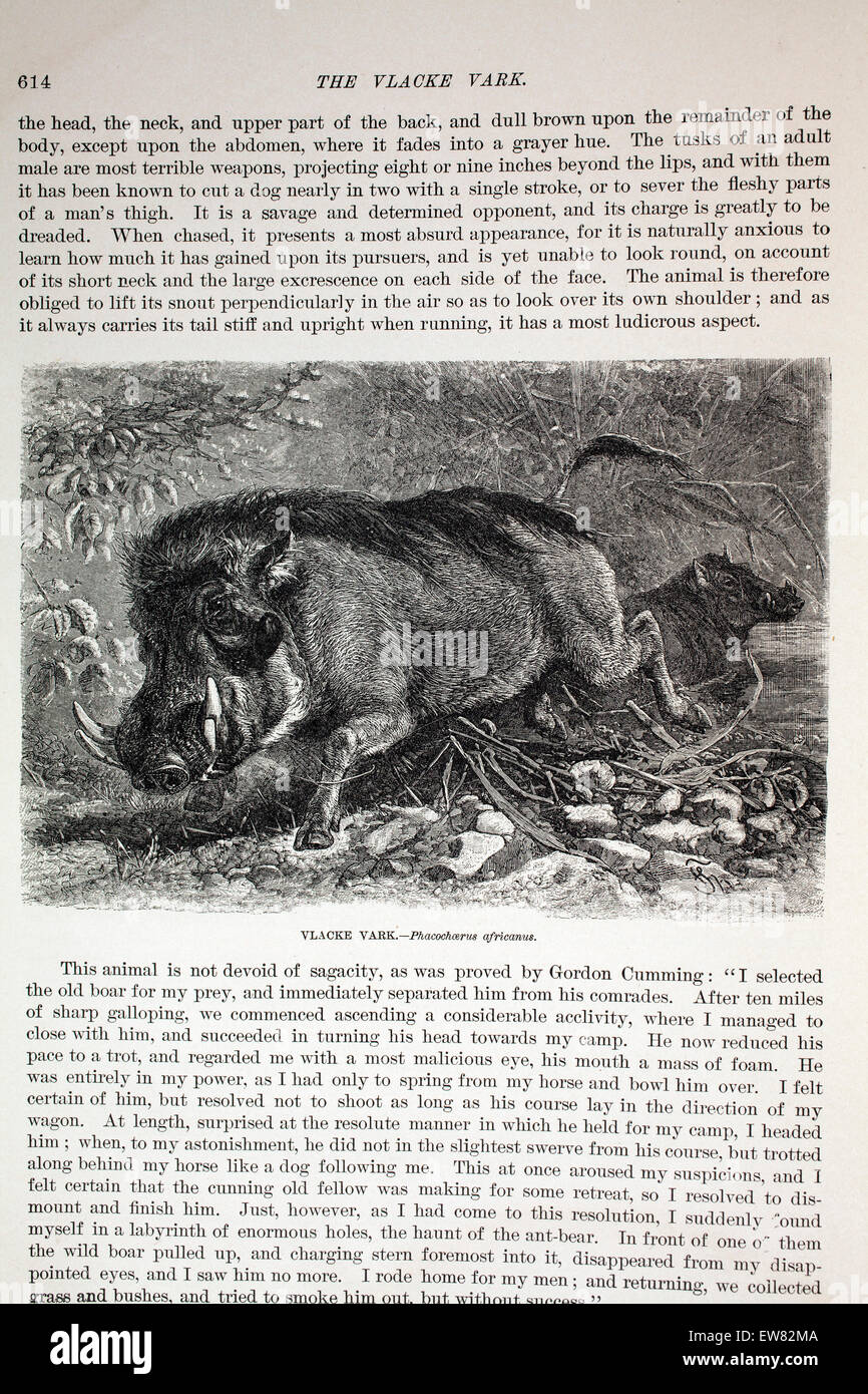 Gravur von einer Kopie von animieren Schöpfung, Abonnement Magazin Jahrgang. Vlacke Vark oder Wildschwein.  Ende 1800 s. Stockfoto