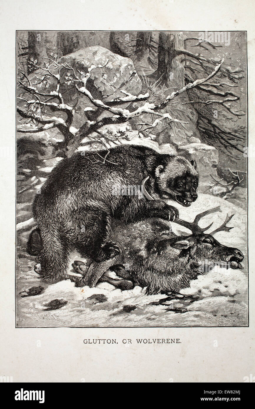 Gravur von einer Kopie von animieren Schöpfung, Abonnement Magazin Jahrgang. Wolverine.  Ende 1800 s. Stockfoto